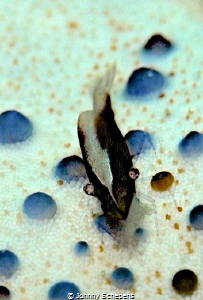 Mouse Shrimp living under sea star.....less then 1 cm "big" by Johnny Schepens 